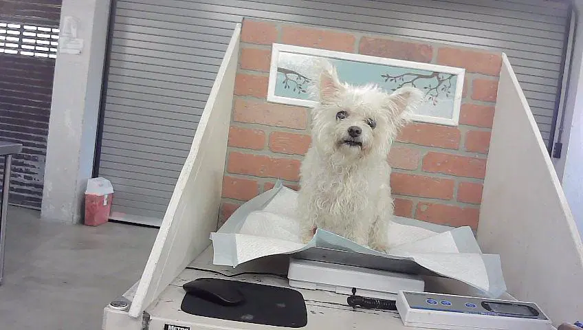 Unknown - Poodle (Miniature)