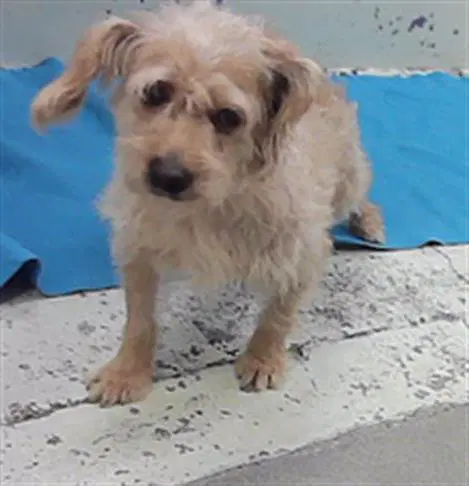 Unknown - Cairn Terrier