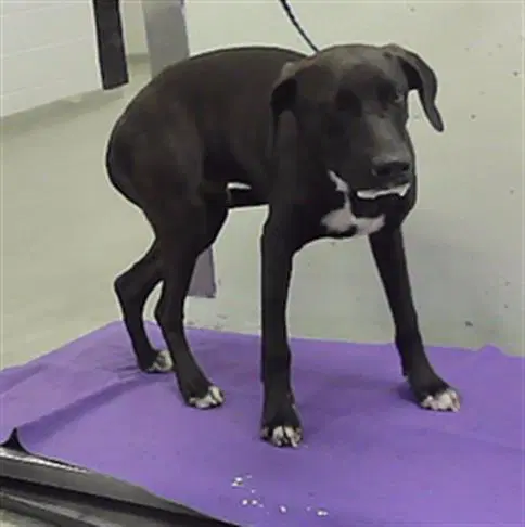 Brody - American Staffordshire Terrier