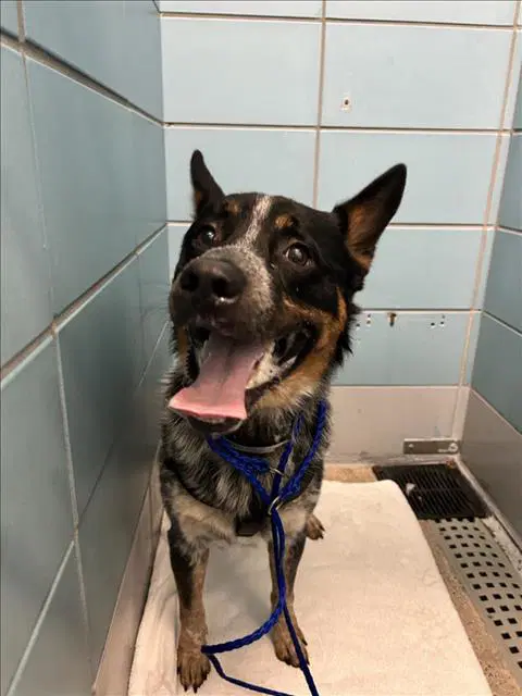 Unknown - Australian Cattle Dog/Blue Heeler