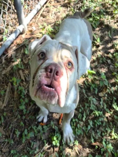 Tilly - American Bulldog