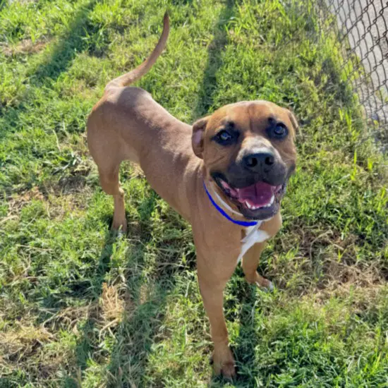 Unknown - Boxer