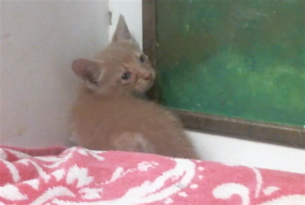 Rusty - Domestic Short Hair