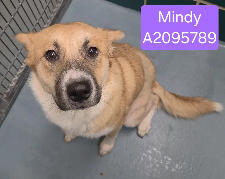 Mindy - Akita