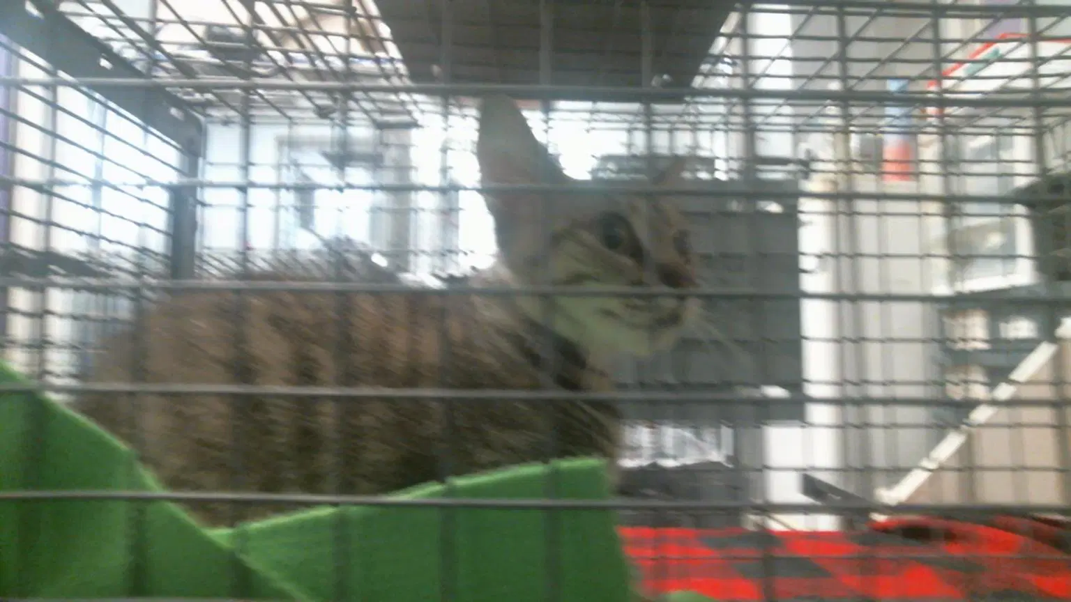 Unknown - Domestic Short Hair