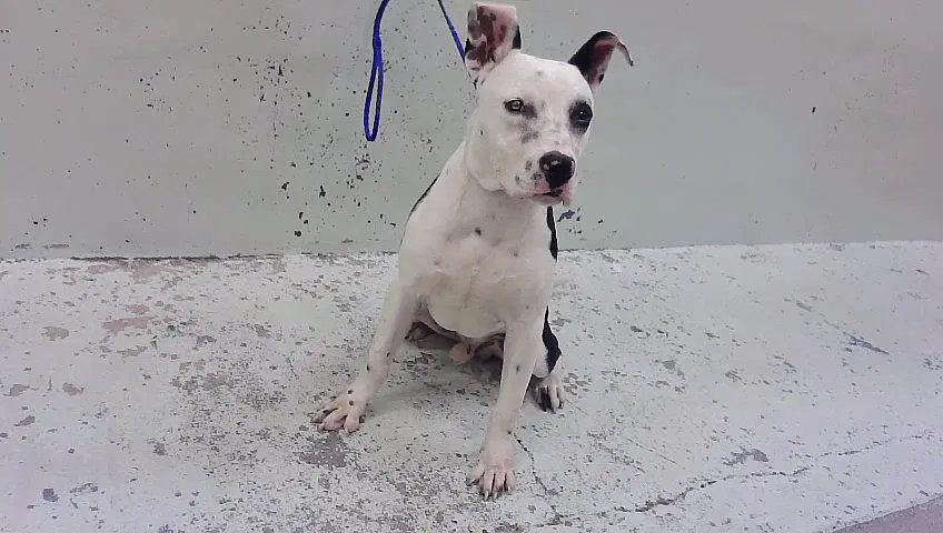 Malcom - Staffordshire Bull Terrier