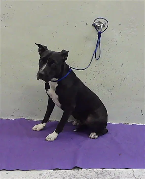 Trixie - Staffordshire Bull Terrier