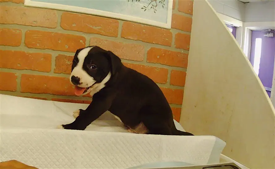 Unknown - Staffordshire Bull Terrier