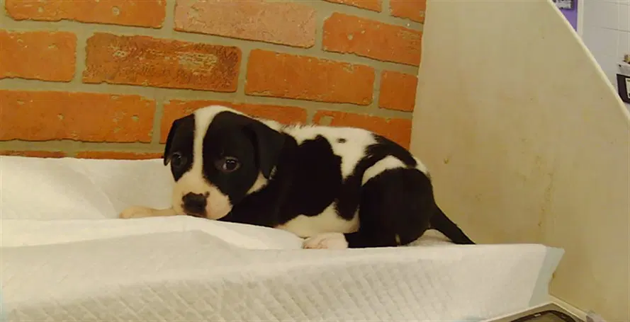 Unknown - Staffordshire Bull Terrier