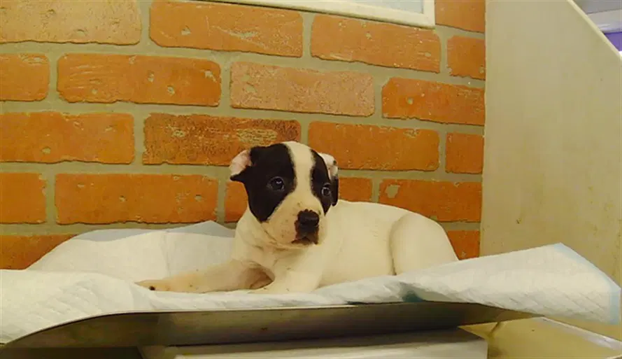 Unknown - Staffordshire Bull Terrier