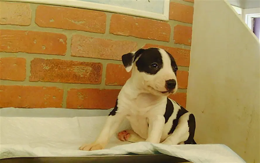 Unknown - Staffordshire Bull Terrier