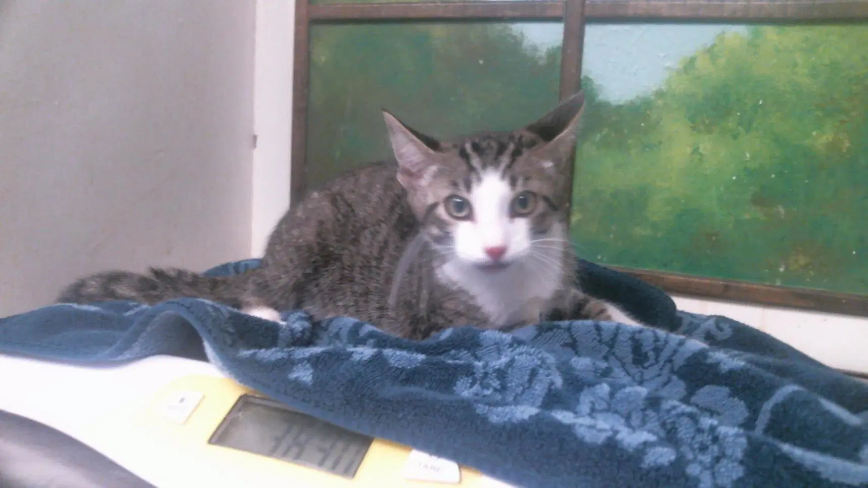 Unknown - Domestic Short Hair