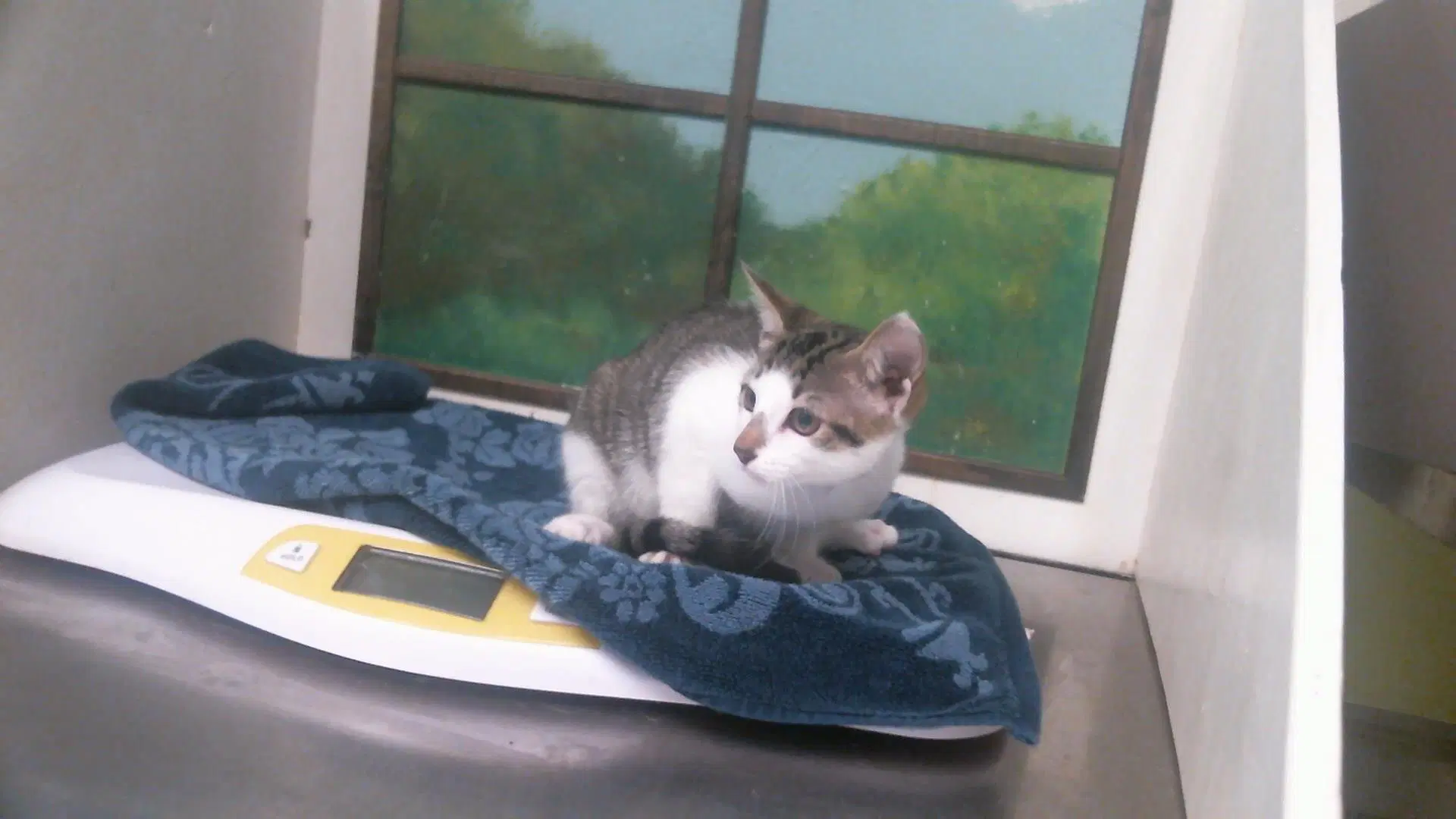 Unknown - Domestic Short Hair