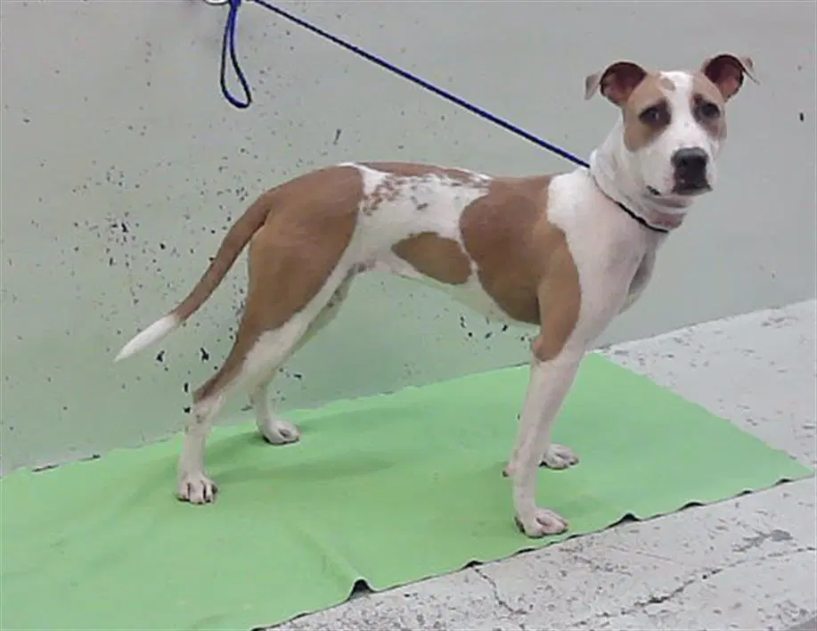 Bingo - American Staffordshire Terrier