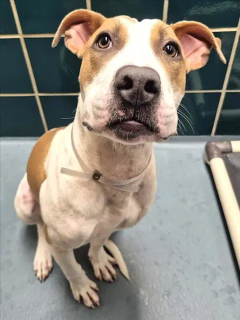 Bingo - American Staffordshire Terrier