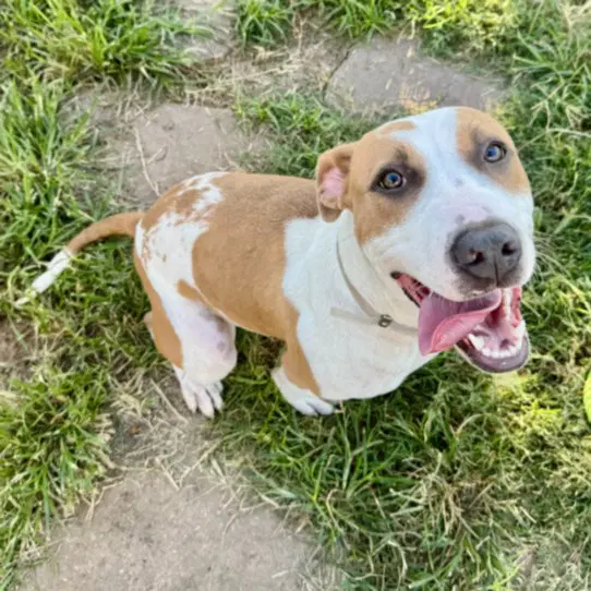 Bingo - American Staffordshire Terrier