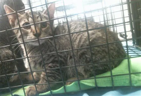 Unknown - Domestic Short Hair