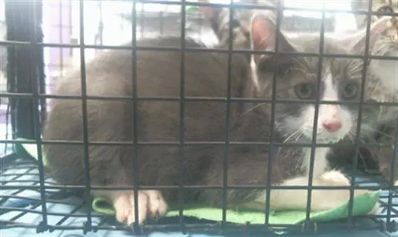 Unknown - Domestic Short Hair