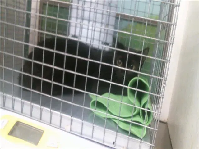 Unknown - Domestic Short Hair