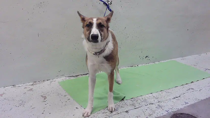 Caliee - Border Collie