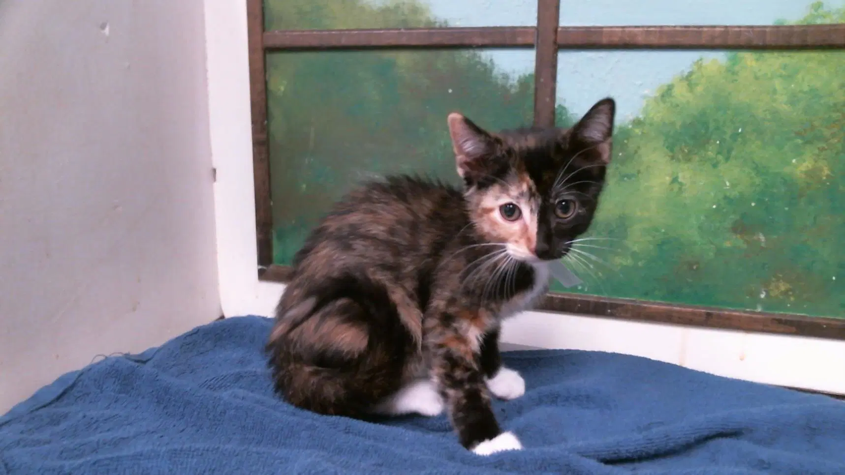 Unknown - Domestic Short Hair