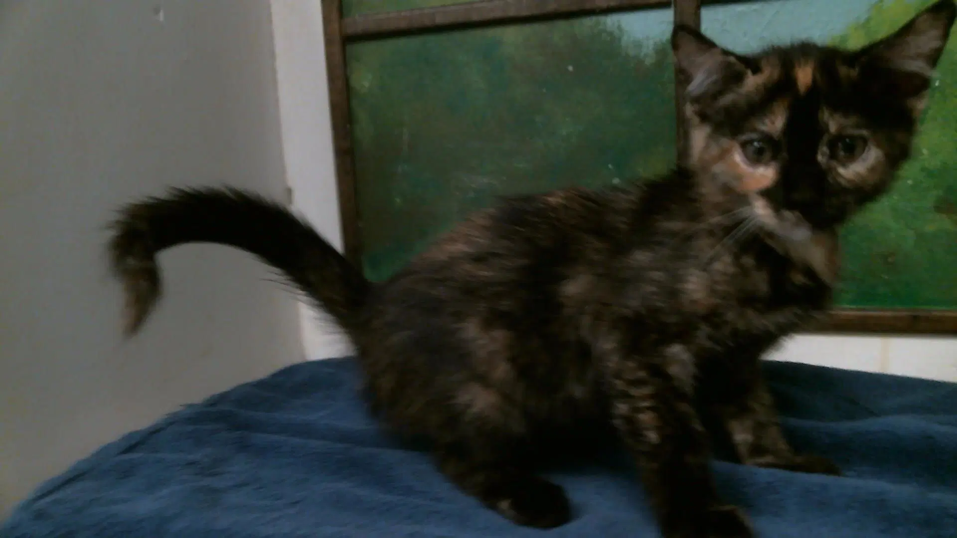 Unknown - Domestic Short Hair