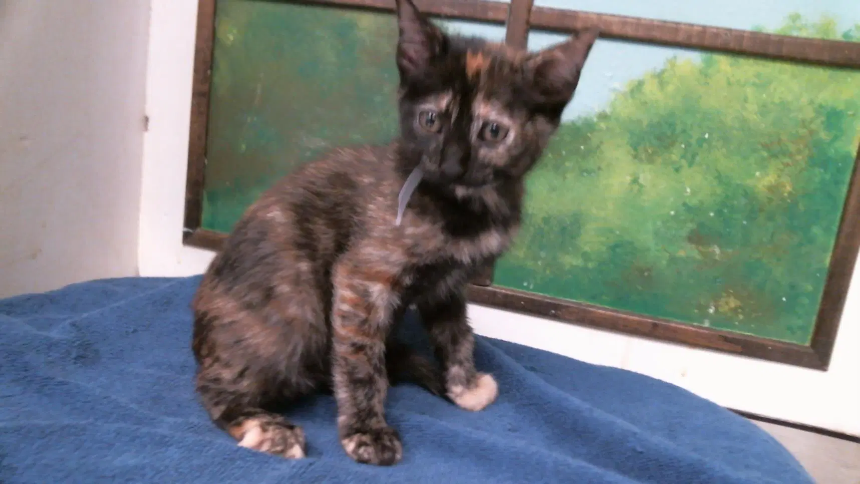 Unknown - Domestic Short Hair