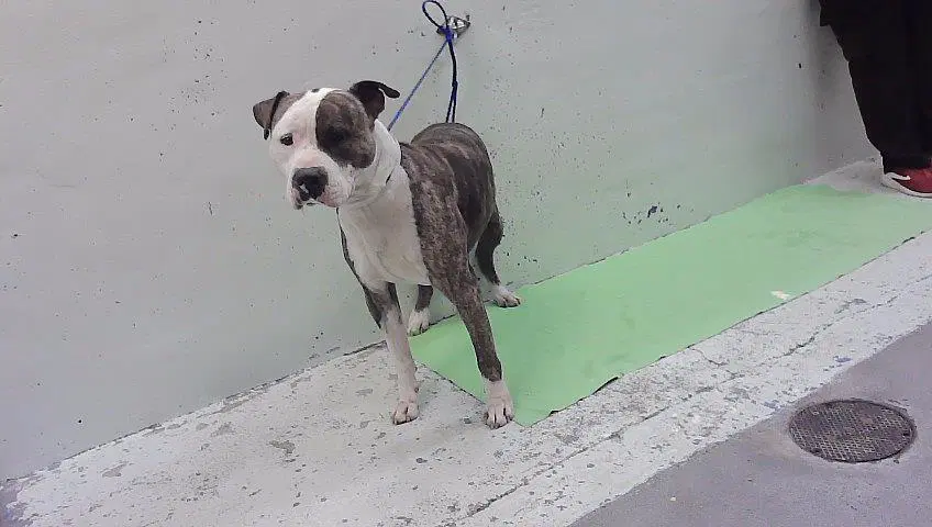 Stone - Staffordshire Bull Terrier