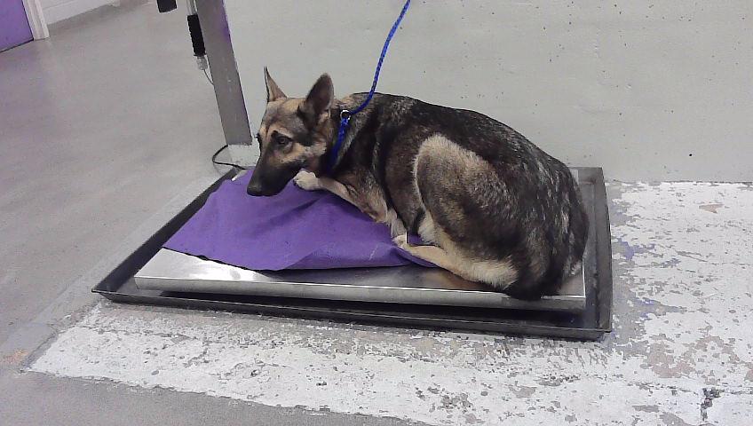 Maya