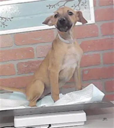 Unknown - German Shepherd Dog