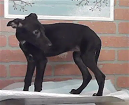 Unknown - German Shepherd Dog