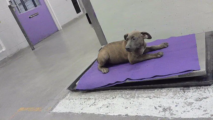 Unknown - Staffordshire Bull Terrier