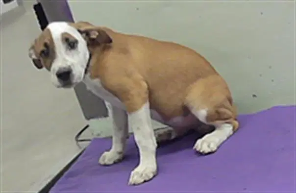 Unknown - Staffordshire Bull Terrier