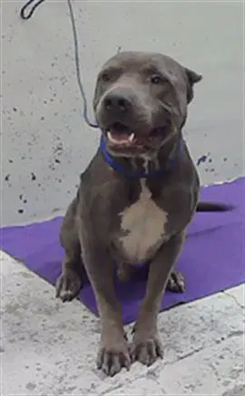 Unknown - Staffordshire Bull Terrier