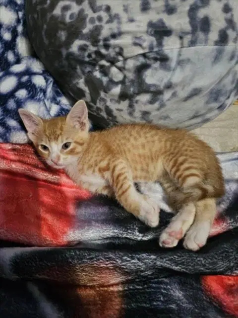 Miguel - Domestic Short Hair