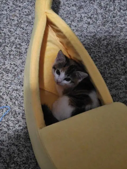 Dora - Domestic Short Hair