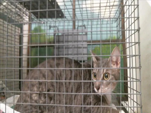 Sabana - Domestic Short Hair