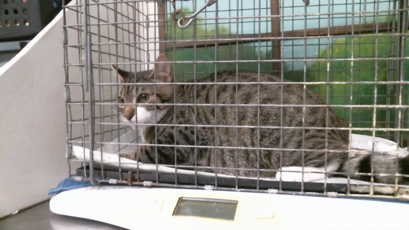Diego - Domestic Short Hair
