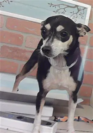 Unknown - Chihuahua