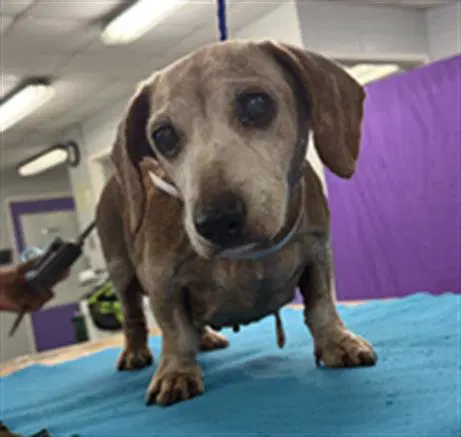 Biggy - Dachshund