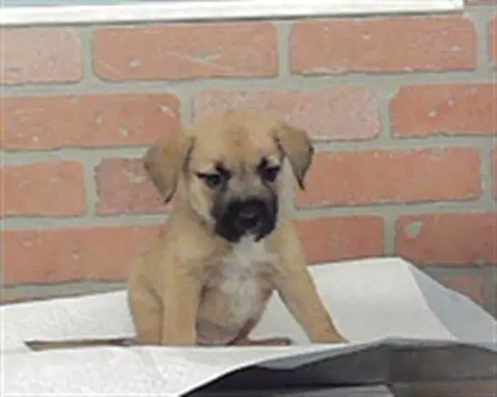 Unknown - Staffordshire Bull Terrier