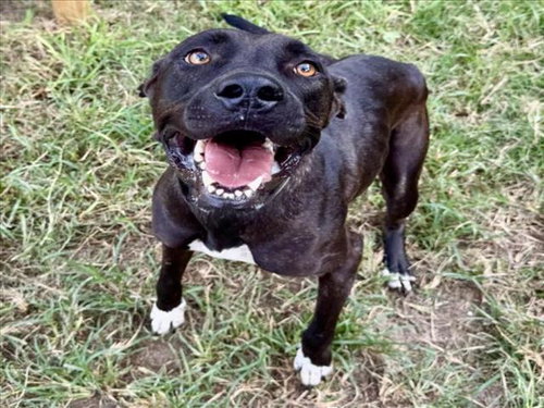 LUNA, a dog for adoption from City of Houston, Bureau of Animal Regulation and Care