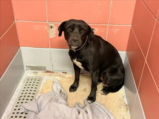 Wendy - Labrador Retriever