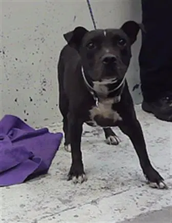 Danny - Staffordshire Bull Terrier