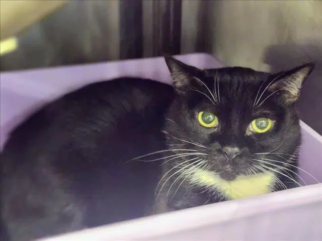Bootsie - Domestic Short Hair