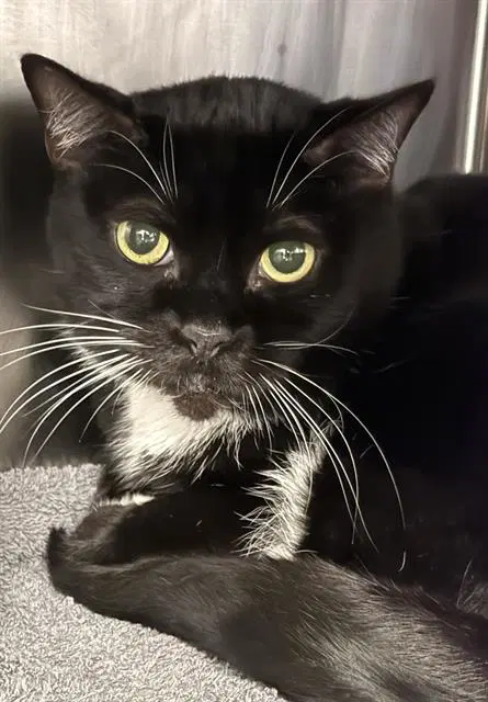 Bootsie - Domestic Short Hair
