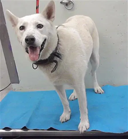Unknown - Siberian Husky
