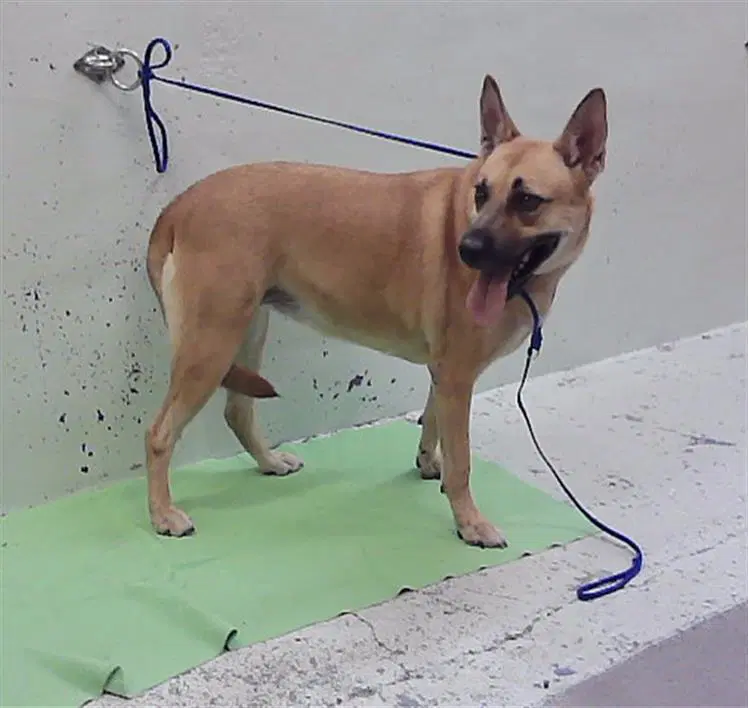 Lilo - Belgian Shepherd Malinois