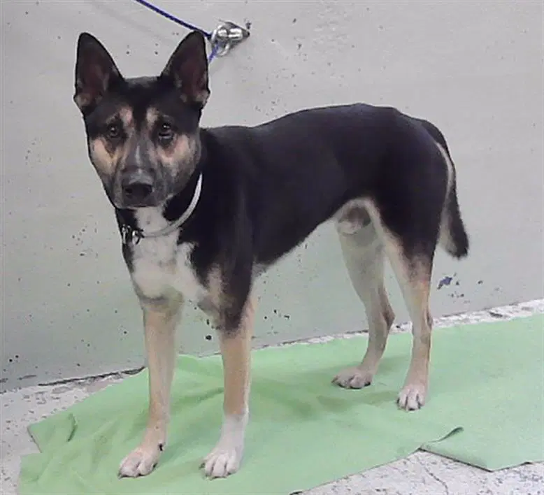 Unknown - German Shepherd Dog
