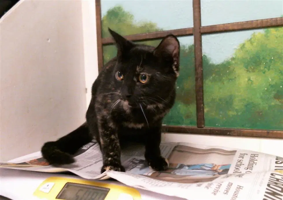 Unknown - Domestic Short Hair